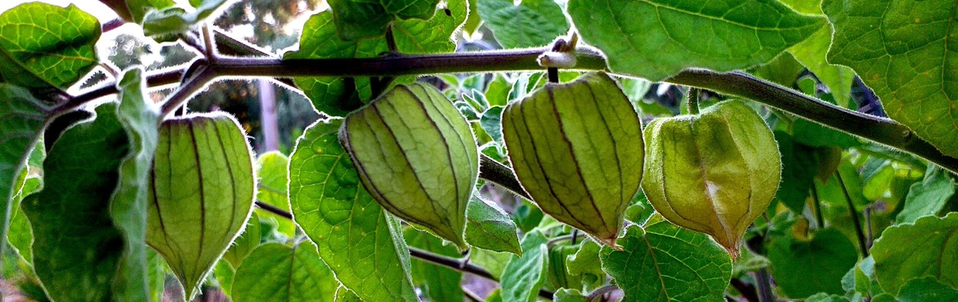 fleurs physalis