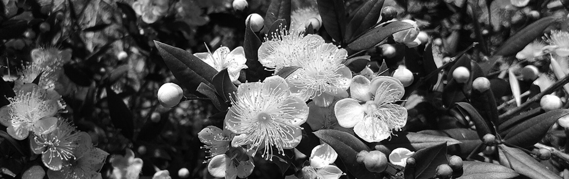 fleurs n&b