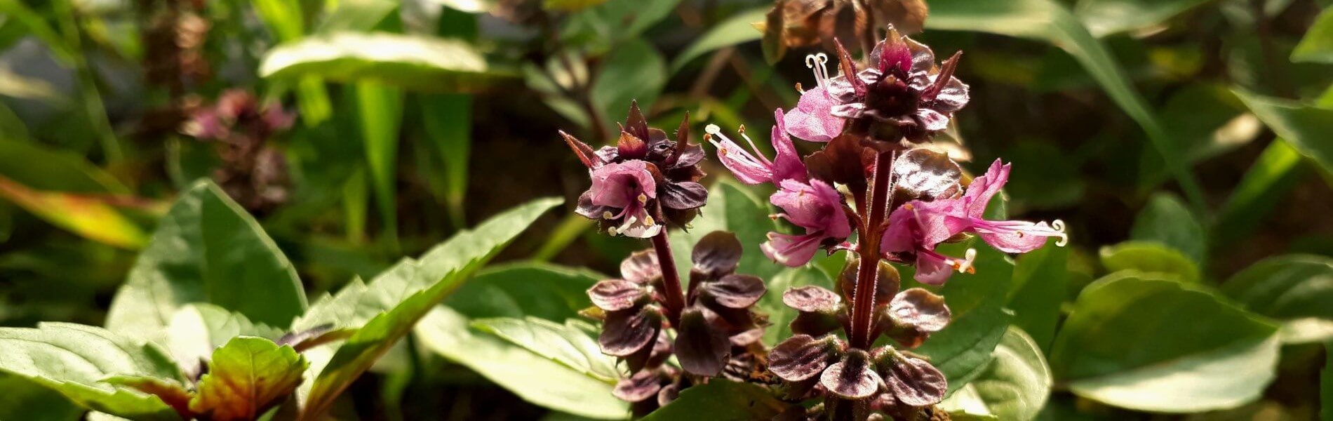 fleurs basilic