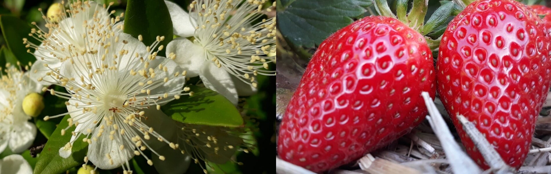 fraises
