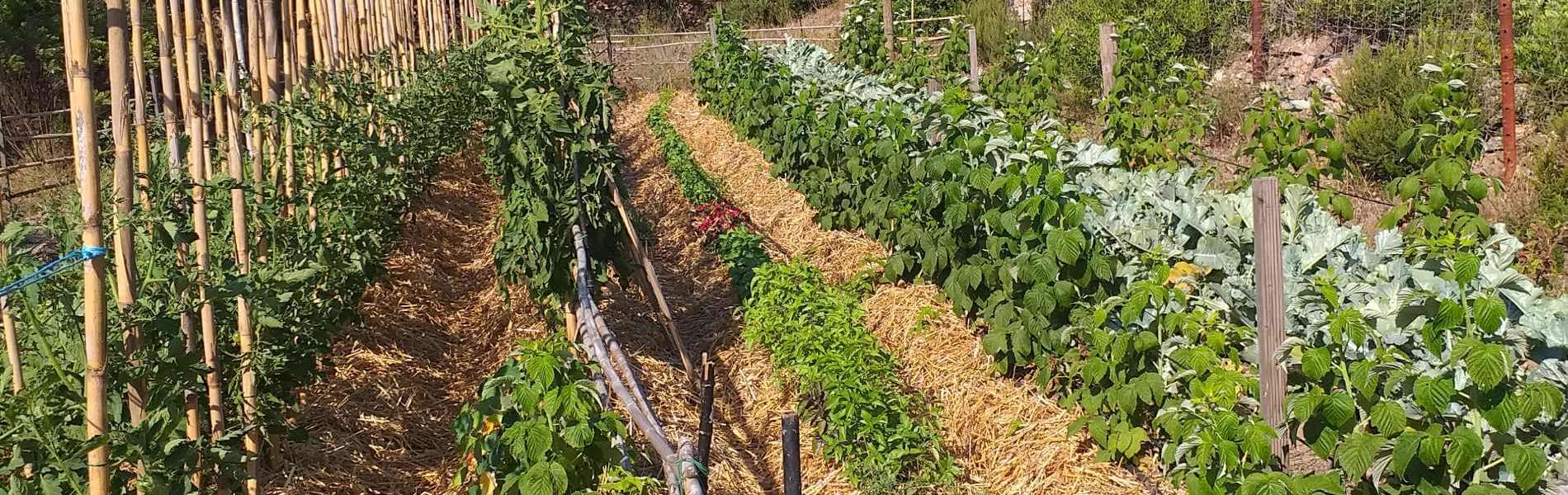 jardin maquis