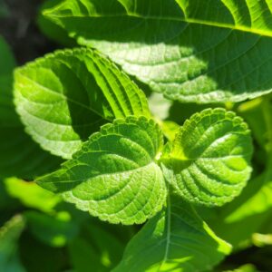 Tisane Basilic Thym et Thym
